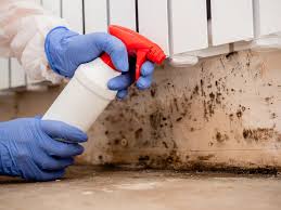 Best Water Damage & Mold Remediation in Holgate, OH